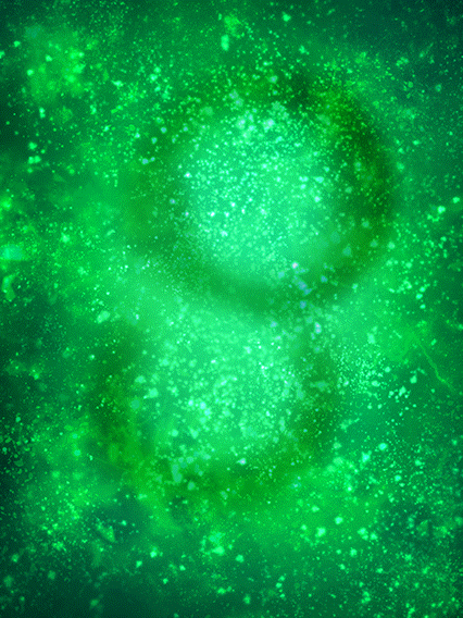 クリリン&孫悟飯(幼年期)