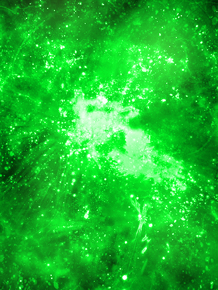 孫悟天(青年期)