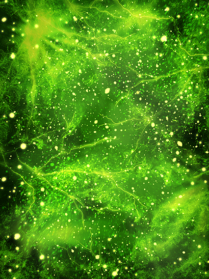 トランクス(青年期)